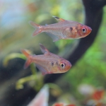 飼育1日目